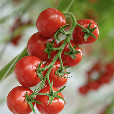 Close-Up Image of British Tomatoes