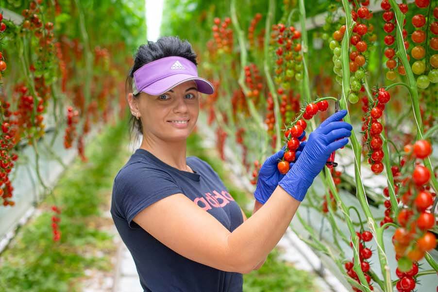 Lady Holding Vine Tomatoes