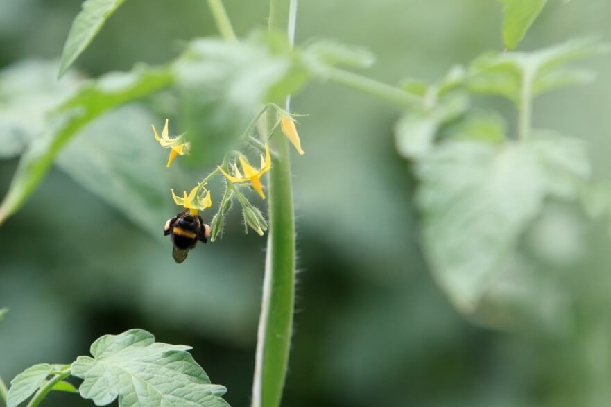 Bee pollinating plant.